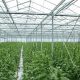 The Story of a Vietnamese Migrant Who Got Involved in Cannabis Farming in the UK